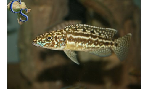 Lepidiolamprologus nkambae